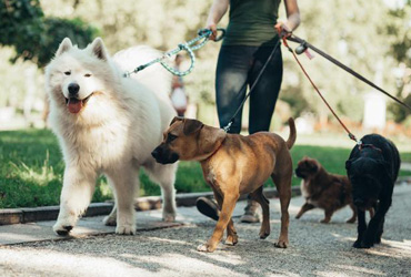 一刀切禁养?解决宠物问题不要总想着“解决宠物”