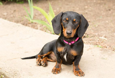 每天给狗狗吃几颗钙片就是补钙?正确的补钙方式是这样子的