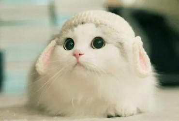 宠物,遇到一只小可爱,从起名字开始