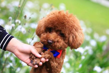 泰迪犬这几个行为,就是在向你“报恩”!